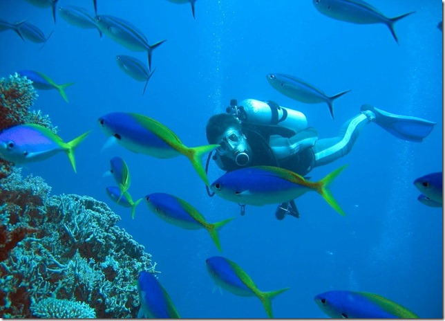 Christof surrounded by Yellow and Blueback Fusiliers (Caesio teres) and Double-lined Fusiliers (Pterocaesio digramma). Pixie Garden, Ribbon Reefs, Great Barrier Reef